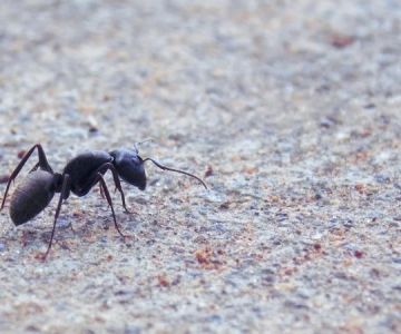 How to Choose Between Bait and Spray for Ants: Effective Solutions for Your Home