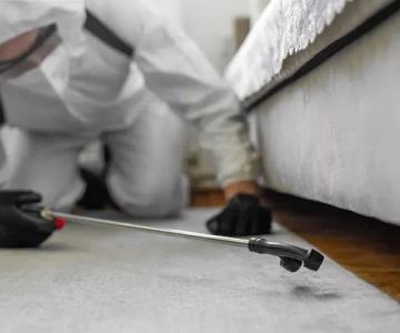 How to Get Rid of Bed Bugs Without Poisoning Your Home: Safe and Effective Solutions