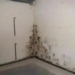 How to Prevent Pest Growth in Basements: Expert Tips and Solutions