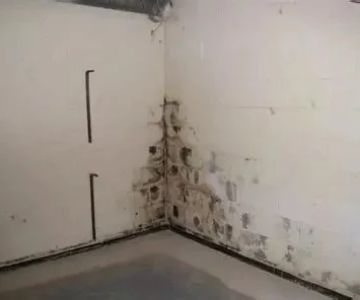 How to Prevent Pest Growth in Basements: Expert Tips and Solutions