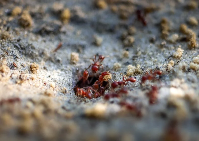 How to Control Fire Ants in Your Yard: Effective Solutions and Tips