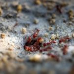 How to Control Fire Ants in Your Yard: Effective Solutions and Tips