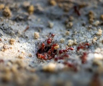 How to Control Fire Ants in Your Yard: Effective Solutions and Tips