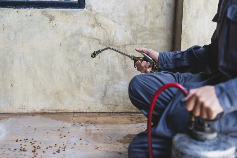 How to Manage Pest Issues in Older Homes: Tips for Homeowners