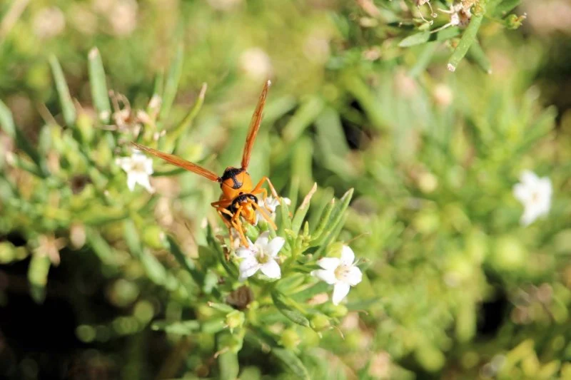 How to Remove Wasps Without Getting Stung: Safe and Effective Methods