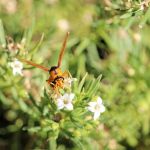 How to Remove Wasps Without Getting Stung: Safe and Effective Methods