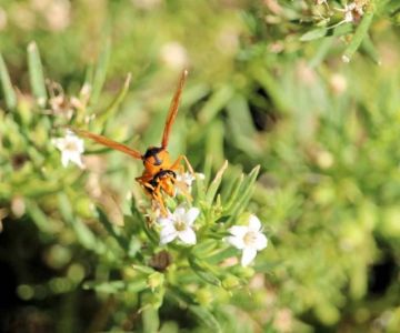 How to Remove Wasps Without Getting Stung: Safe and Effective Methods
