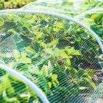 How to Use Scent Barriers to Discourage Insects: Natural Pest Control Tips