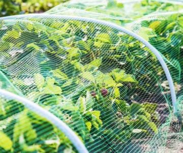 How to Use Scent Barriers to Discourage Insects: Natural Pest Control Tips