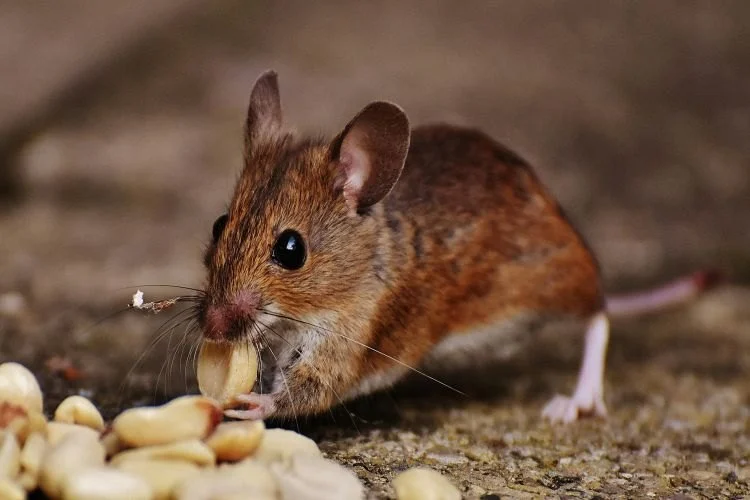 Why A One-Time Treatment Isn’t Enough for Many Pests: Understanding Long-Term Solutions