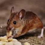 Why A One-Time Treatment Isn’t Enough for Many Pests: Understanding Long-Term Solutions
