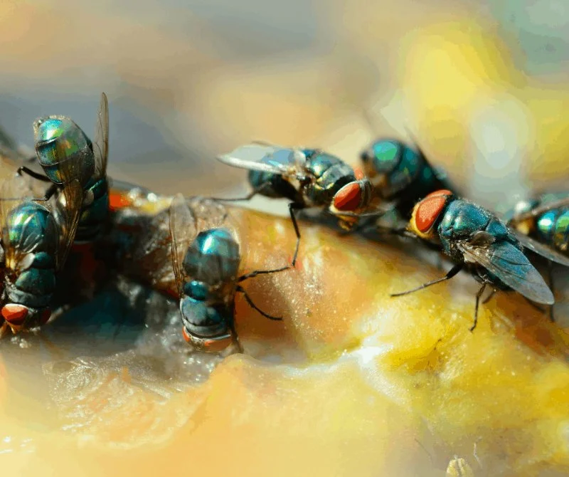 How to Keep Flies Out of Your House in the Summer – Effective Tips