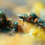 How to Keep Flies Out of Your House in the Summer – Effective Tips