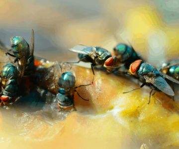How to Keep Flies Out of Your House in the Summer – Effective Tips