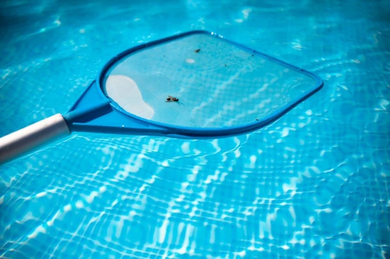 How to Deal With Pest Issues Near Pools – Effective Control Tips
