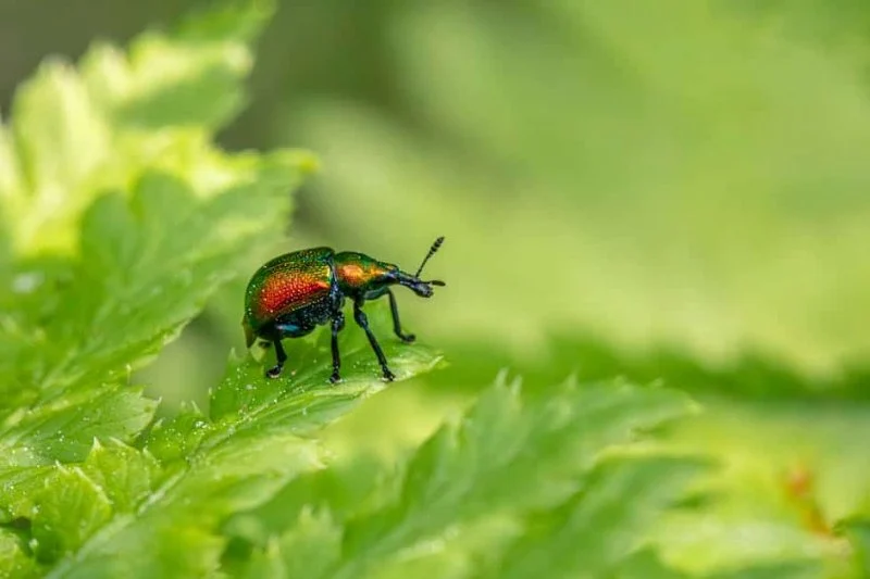 How to Evaluate Pest Control Warranty Offers – A Guide for Homeowners