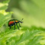 How to Evaluate Pest Control Warranty Offers – A Guide for Homeowners