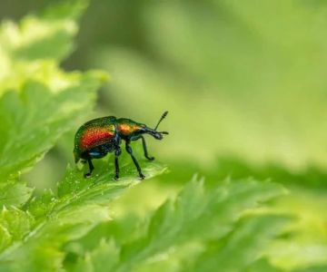 How to Evaluate Pest Control Warranty Offers – A Guide for Homeowners