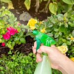How to Address Pest Issues in Spring Planting – Practical Solutions for Gardeners
