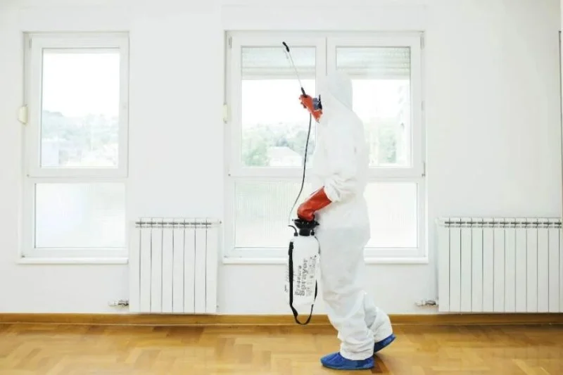 DIY vs Professional Pest Control: Which One Saves You Money?