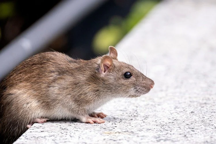 How to Inspect Crawl Spaces for Rodents | Step-by-Step Guide
