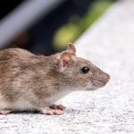 How to Inspect Crawl Spaces for Rodents | Step-by-Step Guide