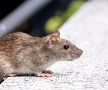 How to Inspect Crawl Spaces for Rodents | Step-by-Step Guide