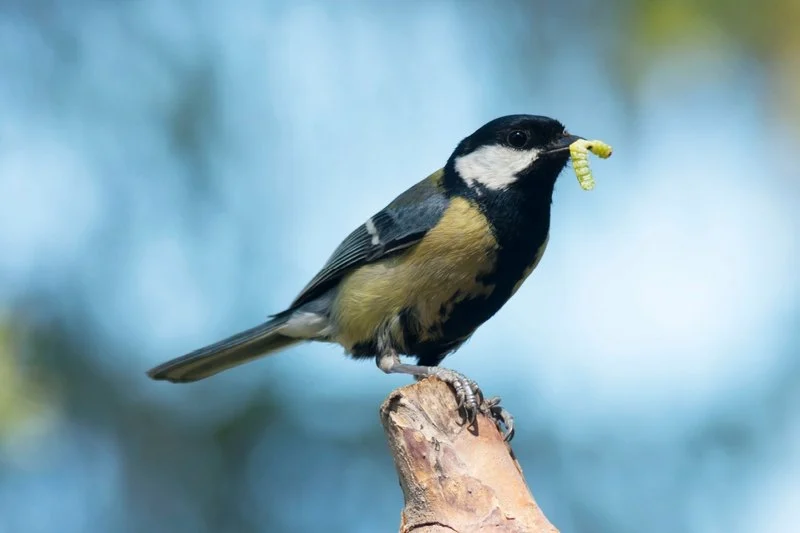 How to Reduce Pest Attraction to Bird Feeders | Pest Control Tips