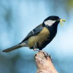 How to Reduce Pest Attraction to Bird Feeders | Pest Control Tips