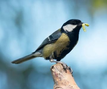 How to Reduce Pest Attraction to Bird Feeders | Pest Control Tips