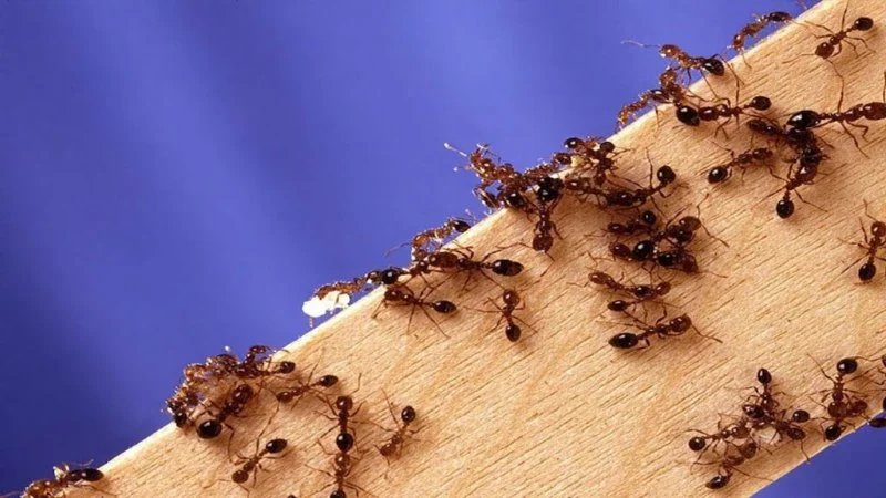 How to Control Fire Ants in Your Yard | Proven Methods and Solutions