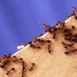 How to Control Fire Ants in Your Yard | Proven Methods and Solutions