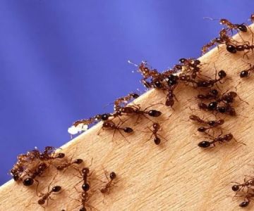 How to Control Fire Ants in Your Yard | Proven Methods and Solutions