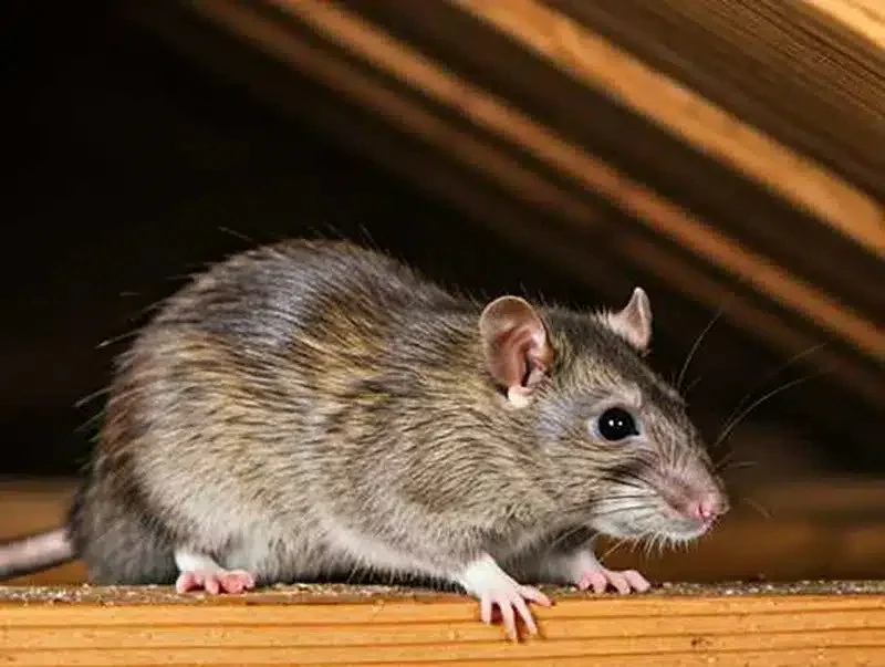 The Hidden Dangers of Rodent Infestations in Your Attic