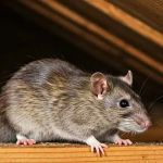 The Hidden Dangers of Rodent Infestations in Your Attic