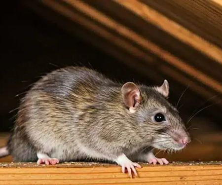 The Hidden Dangers of Rodent Infestations in Your Attic