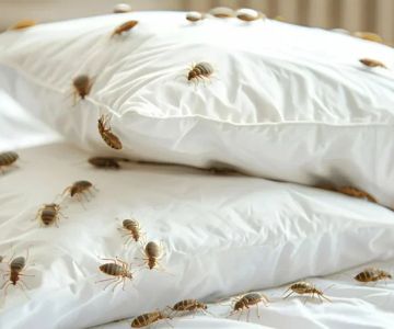 How to Deal With Pest Intrusions During Storms: Protect Your Home