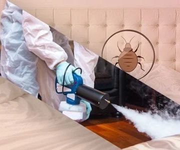 How to Safely Use Heat Treatments for Bed Bugs
