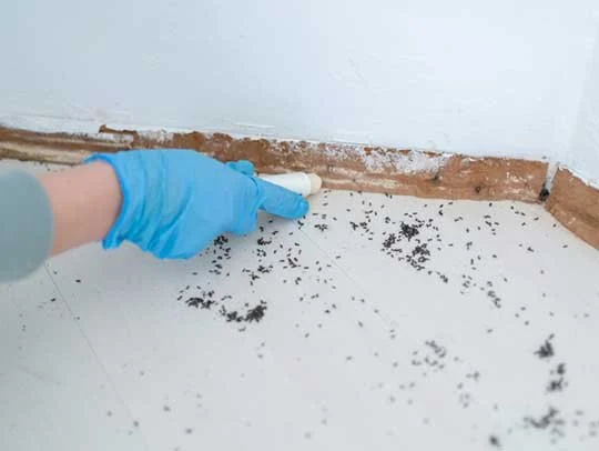 How to Seal Entry Points in Foundation Cracks
