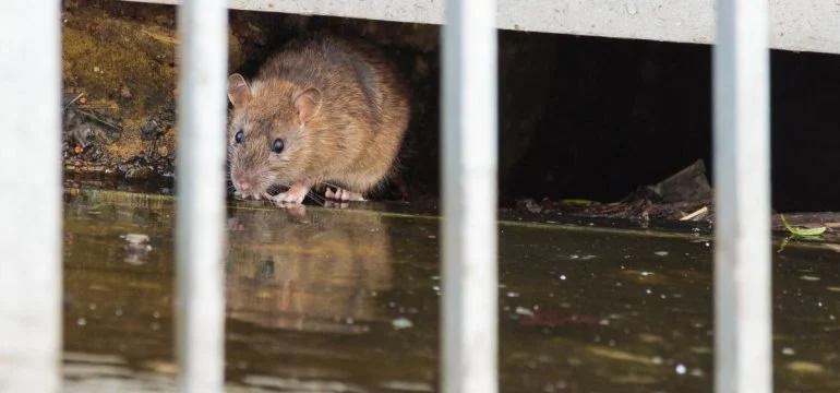How to Deal With Pest Infestations After Flooding