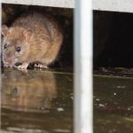 How to Deal With Pest Infestations After Flooding