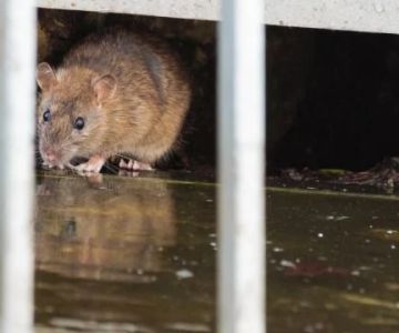 How to Deal With Pest Infestations After Flooding