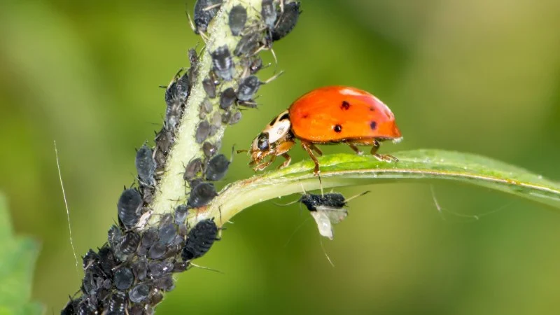 How to Use Biological Control Agents in Home Use for Effective Pest Management