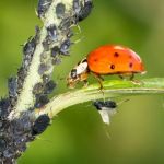 How to Use Biological Control Agents in Home Use for Effective Pest Management