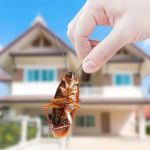 How to Control Pests During Remodeling Projects: Essential Tips for Homeowners