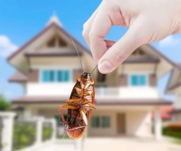 How to Control Pests During Remodeling Projects: Essential Tips for Homeowners