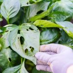 How to Predict Which Pests Will Invade Next: Expert Tips and Insights