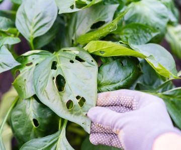 How to Predict Which Pests Will Invade Next: Expert Tips and Insights