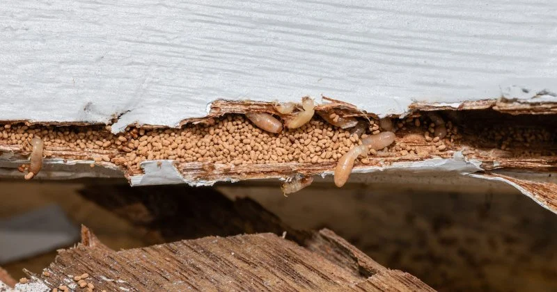 How to Detect Termites Under Slab Foundations: A Comprehensive Guide