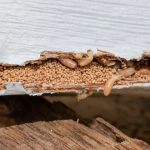 How to Detect Termites Under Slab Foundations: A Comprehensive Guide